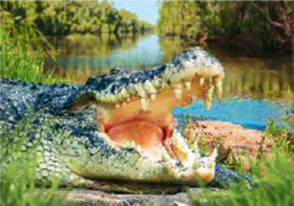 Crocodile 3D Postcard